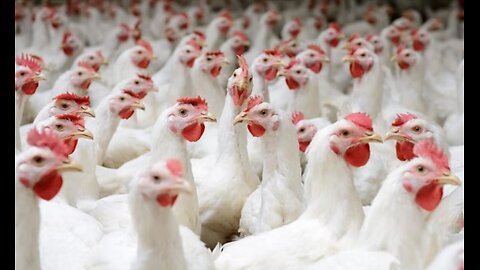 A chicken in every pot !!!!!!