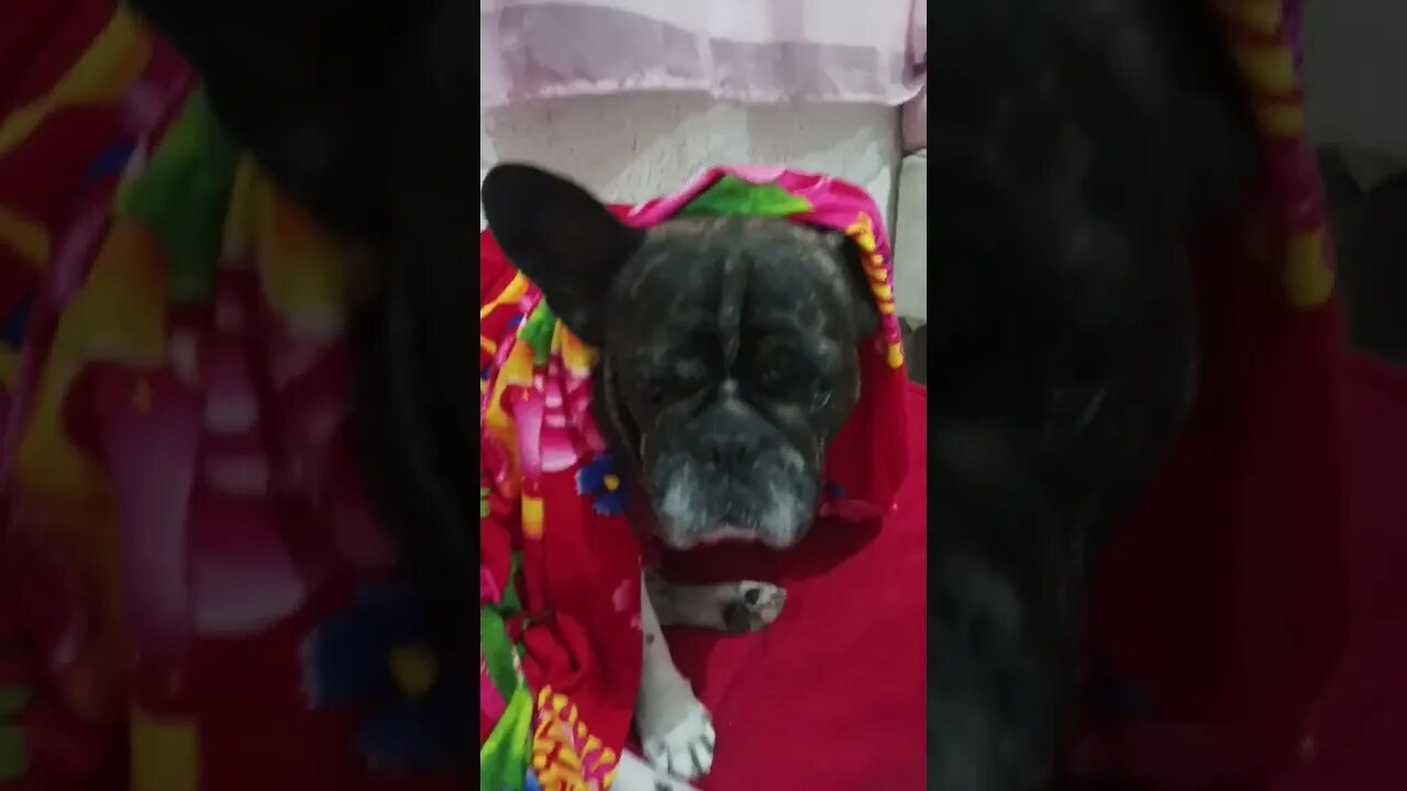 Meu DOG ❤️❤️