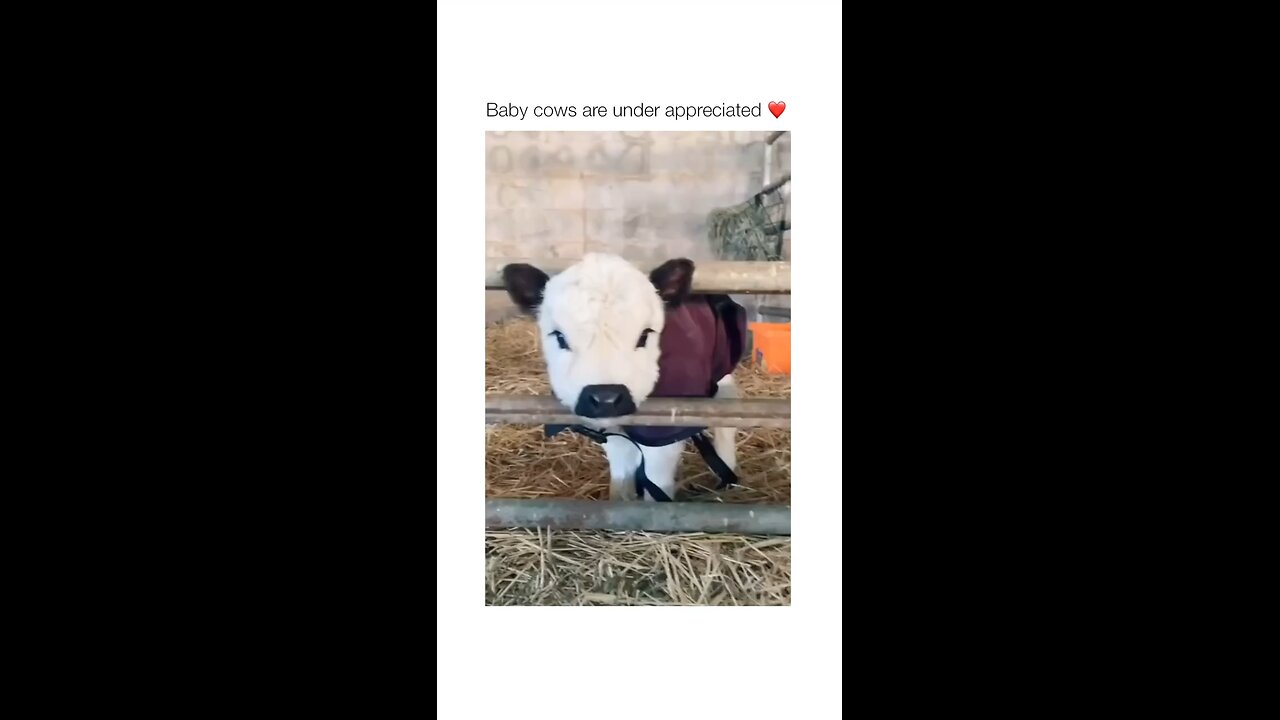 Cute small little cow