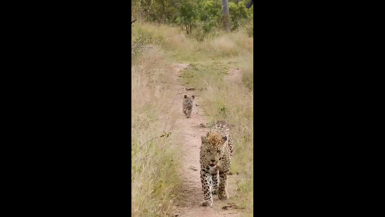 Leopard Cub Calls For Mother