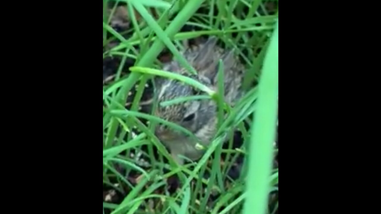 5 Rabbits in my Garden