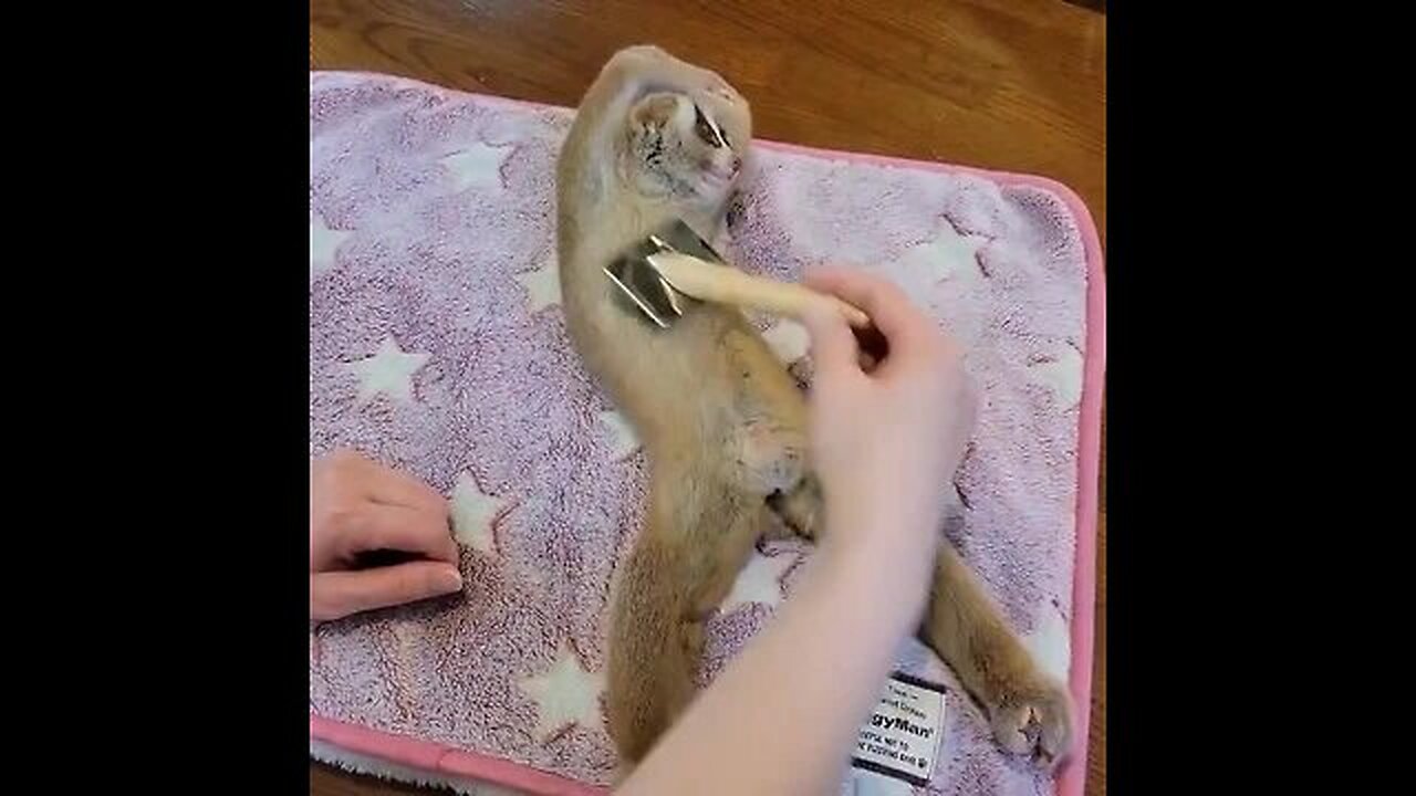 Thursday is SPA day even a slow loris knows that