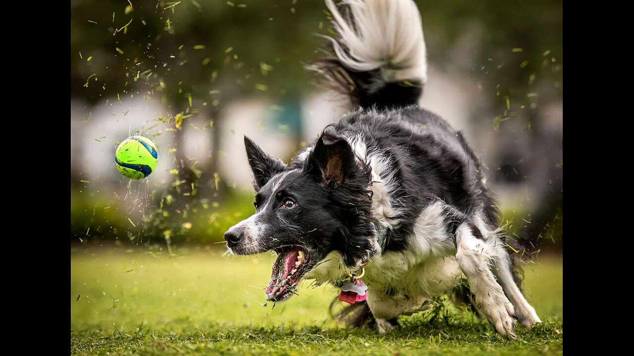 Dog In SPORTS