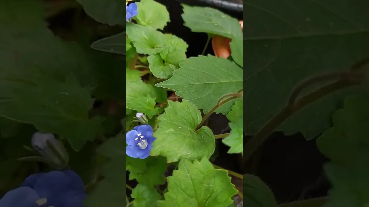 Phacelia campanularia