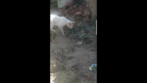 Prisoned rat hunted by Cat.