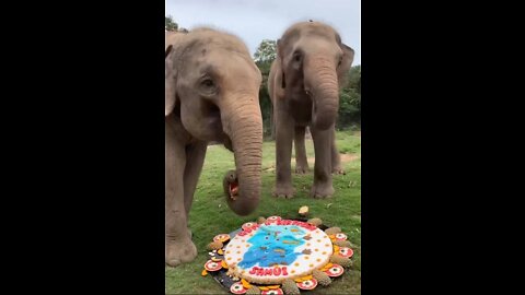Two elephants are celebrates their 11th Birthday