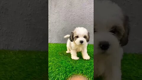 Lhasaspso Cuteness #lhasaapso #viral #doglover #cute #shorts #puppy