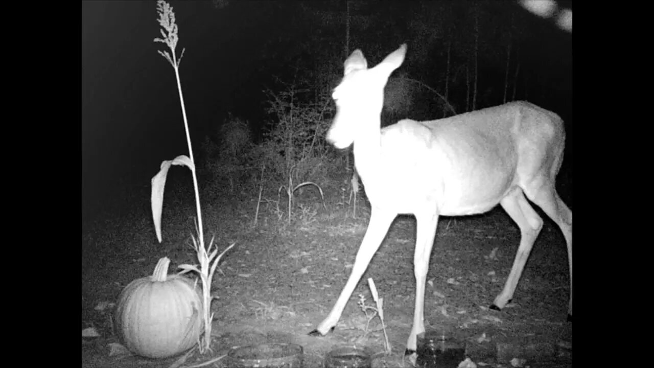 Southeast Texas Backyard Wildlife Garden 85