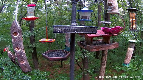 Two pileated woodpeckers