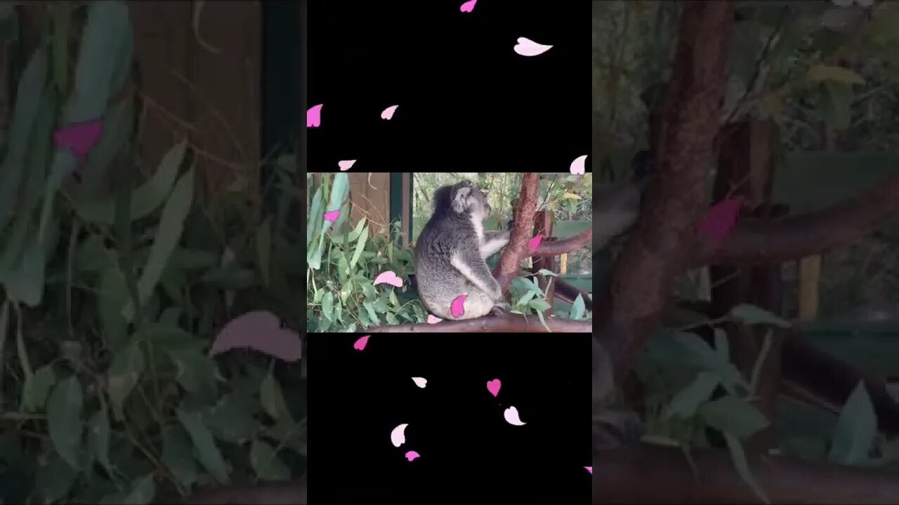 Koala video,#shorts,#koala,#koalavideo,#koalafound,#koalasleep