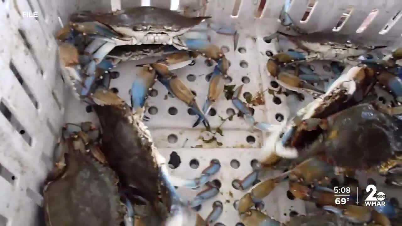 Concern remains despite uptick in Chesapeake Bay blue crab population