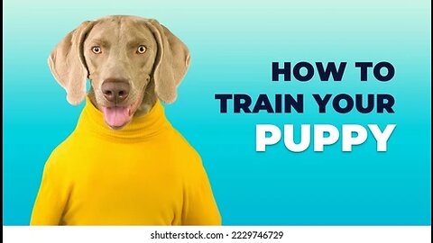 How to train your dog