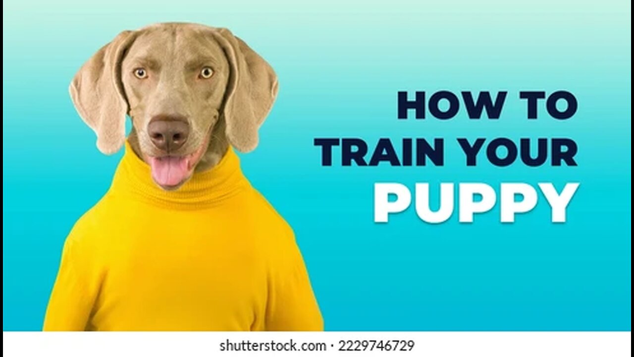 How to train your dog