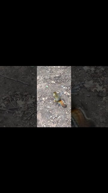 Watching Some Squirrels at the Park