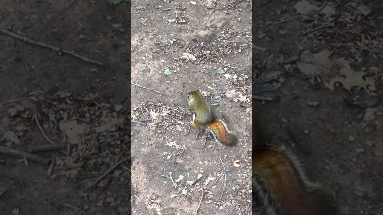 Watching Some Squirrels at the Park