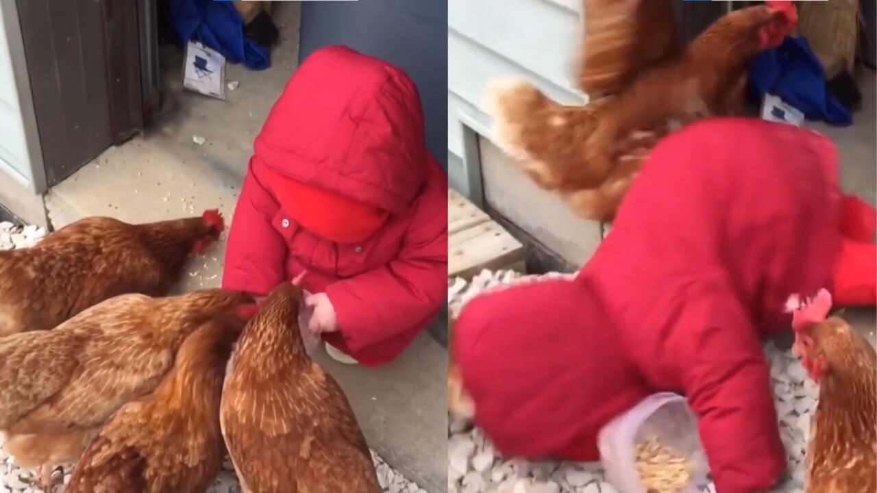 Baby Falls While Feeding Chickens very funny || funny video.