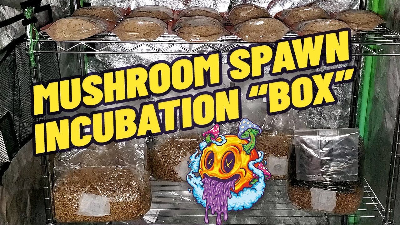 Creating My Own Mushroom Spawn Incubation "Box" (My First Time)