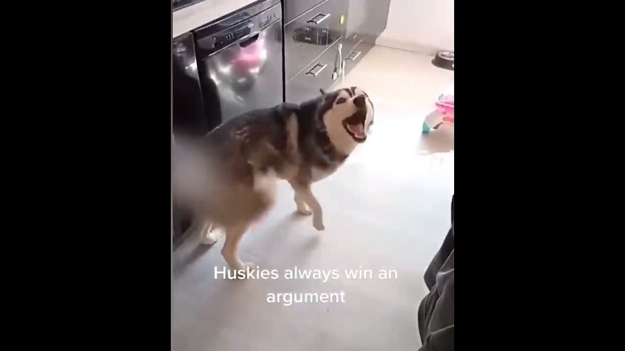 Funny Husky