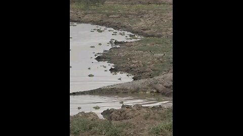 Lion Vs Crocodile Fight For Food