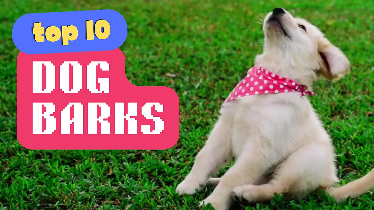 TOP 10 DOG BARKS that will make your day