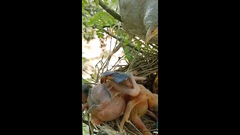 Instinctive behavior of Chick Coco