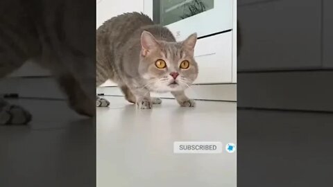 cute cat videos 😹 funny videos 😂 1091 😻 #shorts