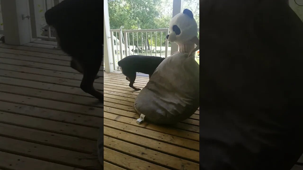 Rottweiler Gets Angry#Shorts #rottweiler๐๐๐๐