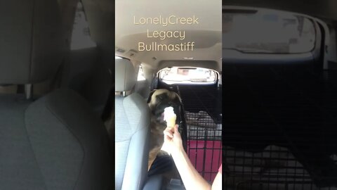 Puppy ice cream !