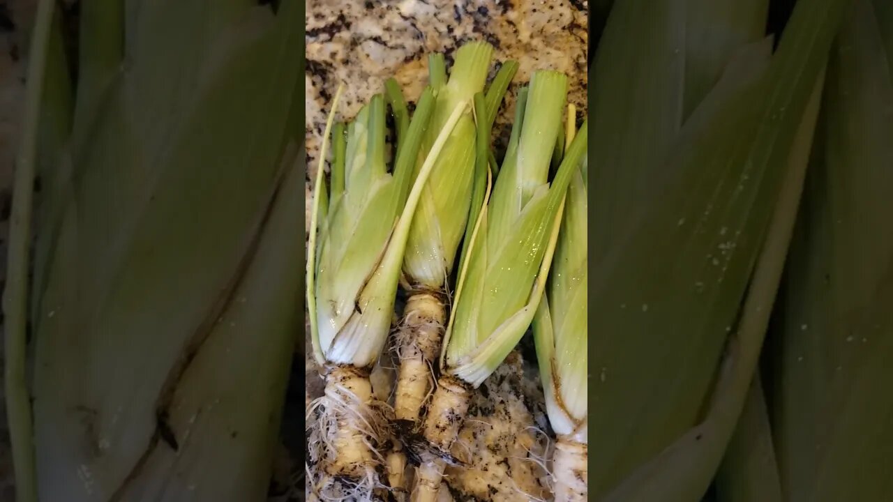 Fennel Harvest time.