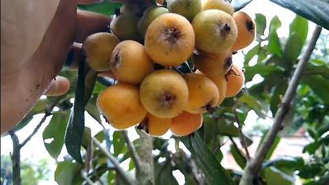 frutíferas produzindo em vaso ameixa pêssego nectarina goiaba roxa achachairu mexicano...