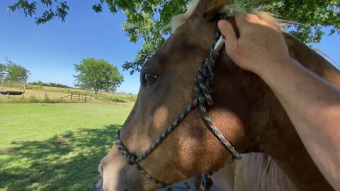 FedEx Left the Gate Open Again - Horses Got Out