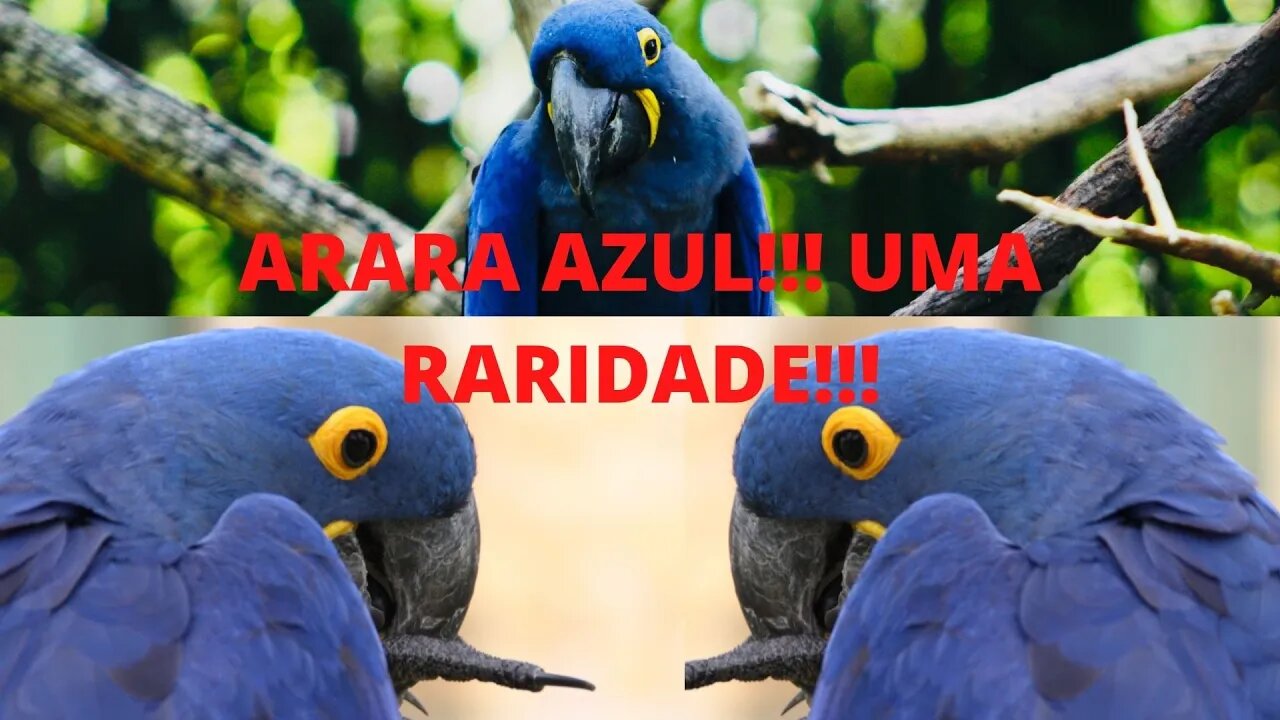 Arara Azul - Uma Raridade!!!