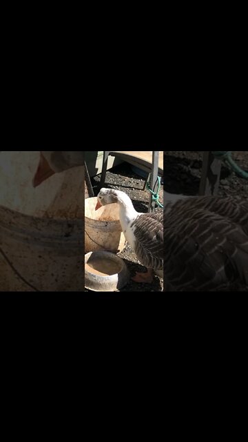 Geese enjoy fermented feed, second day free ranging in new home