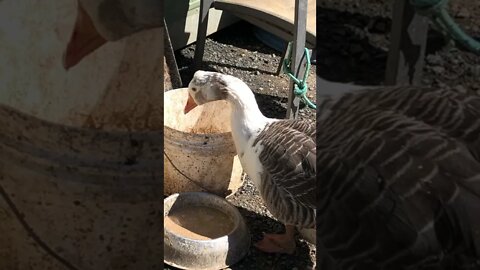 Geese enjoy fermented feed, second day free ranging in new home