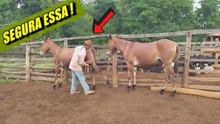 ARTES DO VAQUEIRO PO COM BURROS CANGURU E DENGOSO - PARTE 2