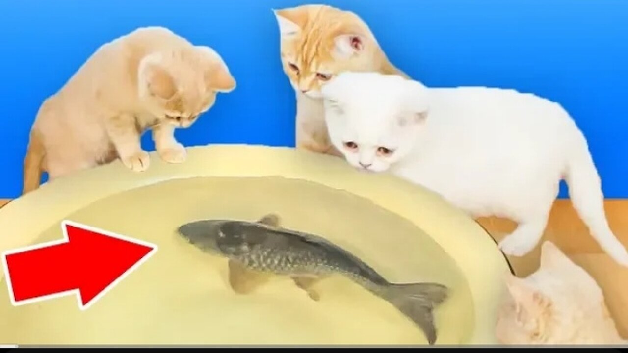 Reaksi kucing terhadap ikan hidup nyata