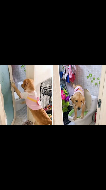 The dog has learned to use the toilet(2021)