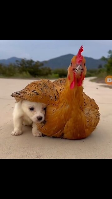 Loving kindness among animals