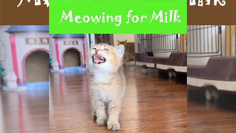 Kitten meowing for milk