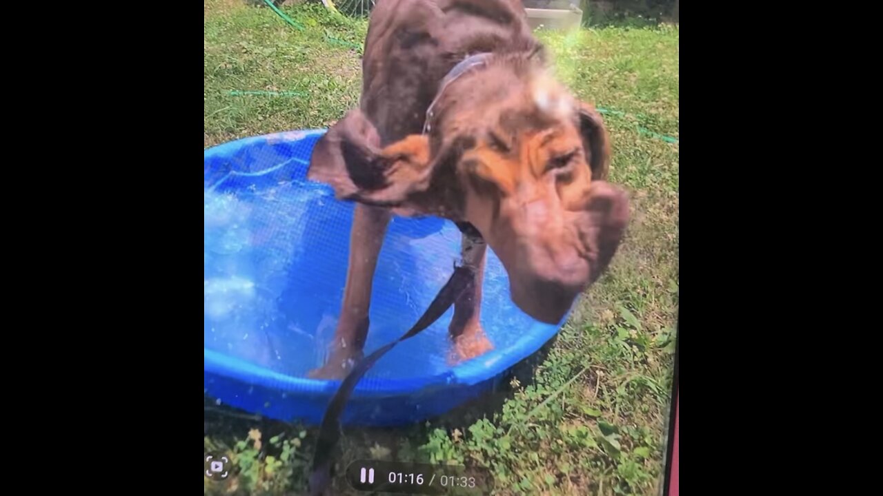 Bloodhound love to get people wet