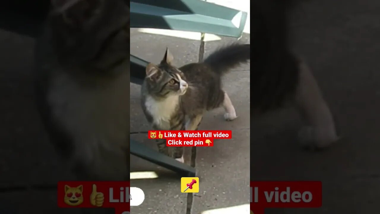 Cute Cat Funny Video 😂😹| #cutefunny #Cat #cutecats #shorts#funnycatsvideos #catsshorts #funny_cat