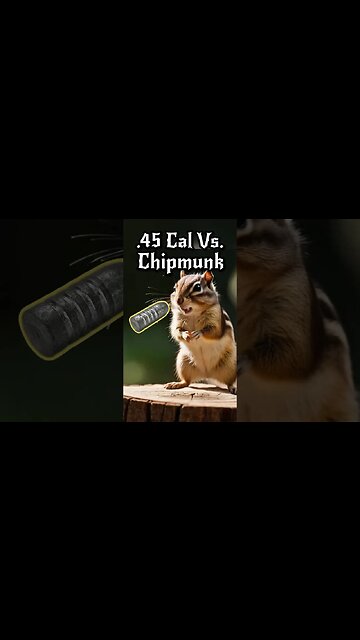 Chipmunk Control #shorts