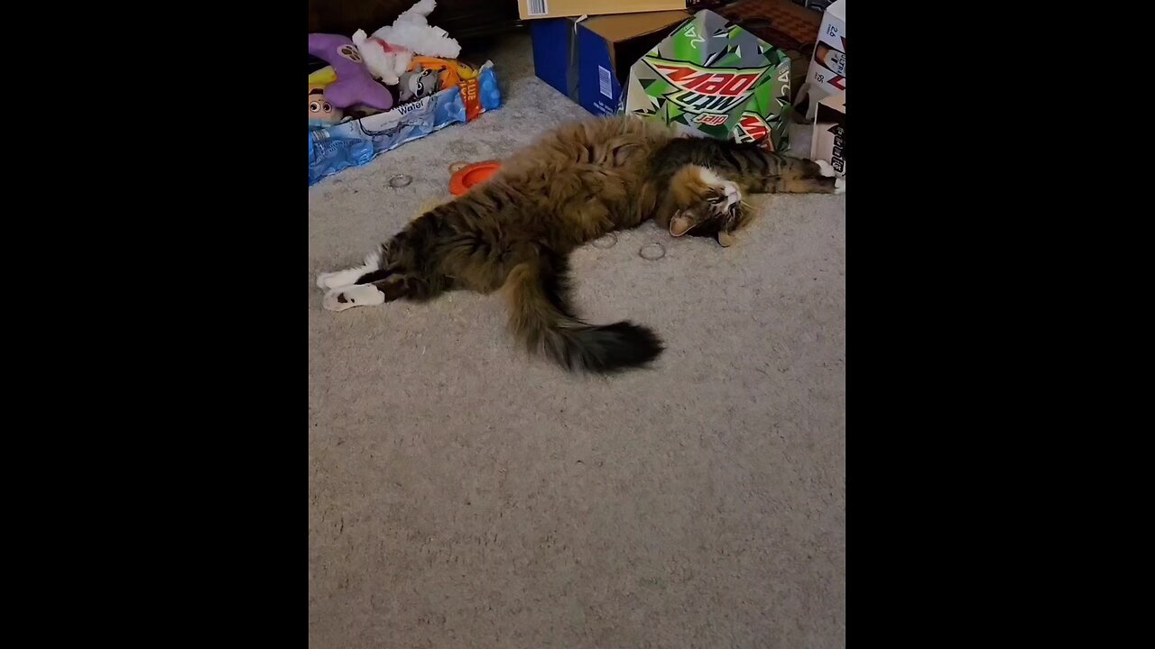 Petunia Does Yoga (Featuring Petunia The Norwegian Forest Cat)