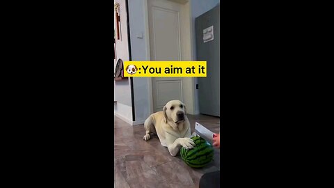 Funny animals 😋😎😎funny moments 😎😋😋