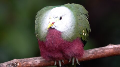 CatTV: Beautiful Bird at San Diego Zoo