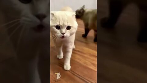 Funny Cats and Dogs - Animal Videos 181