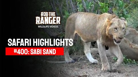 Safari Highlights #400: 16 - 20 April 2016 | Sabi Sand Wildtuin | Latest Wildlife Sightings