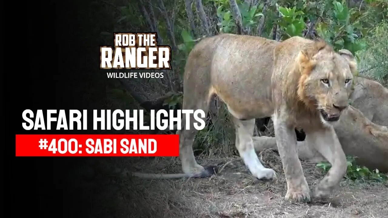 Safari Highlights #400: 16 - 20 April 2016 | Sabi Sand Wildtuin | Latest Wildlife Sightings