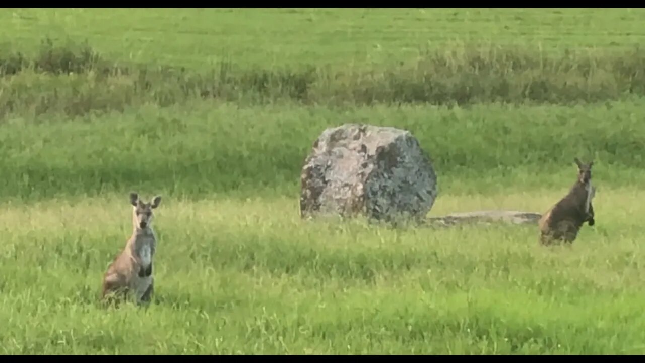 Some wallabies by the road