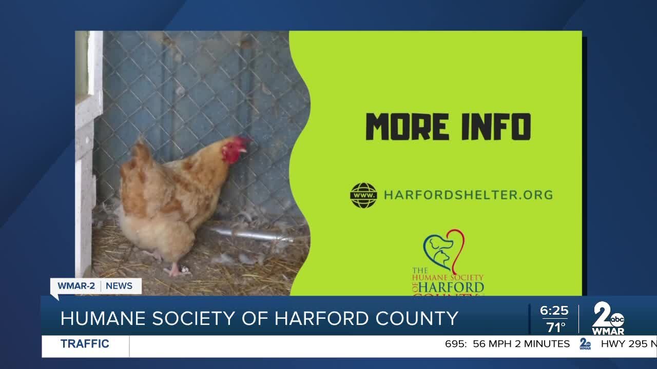 The Humane Society of Harford County is holding a virtual lunch-and-learn on how to raise backyard chickens